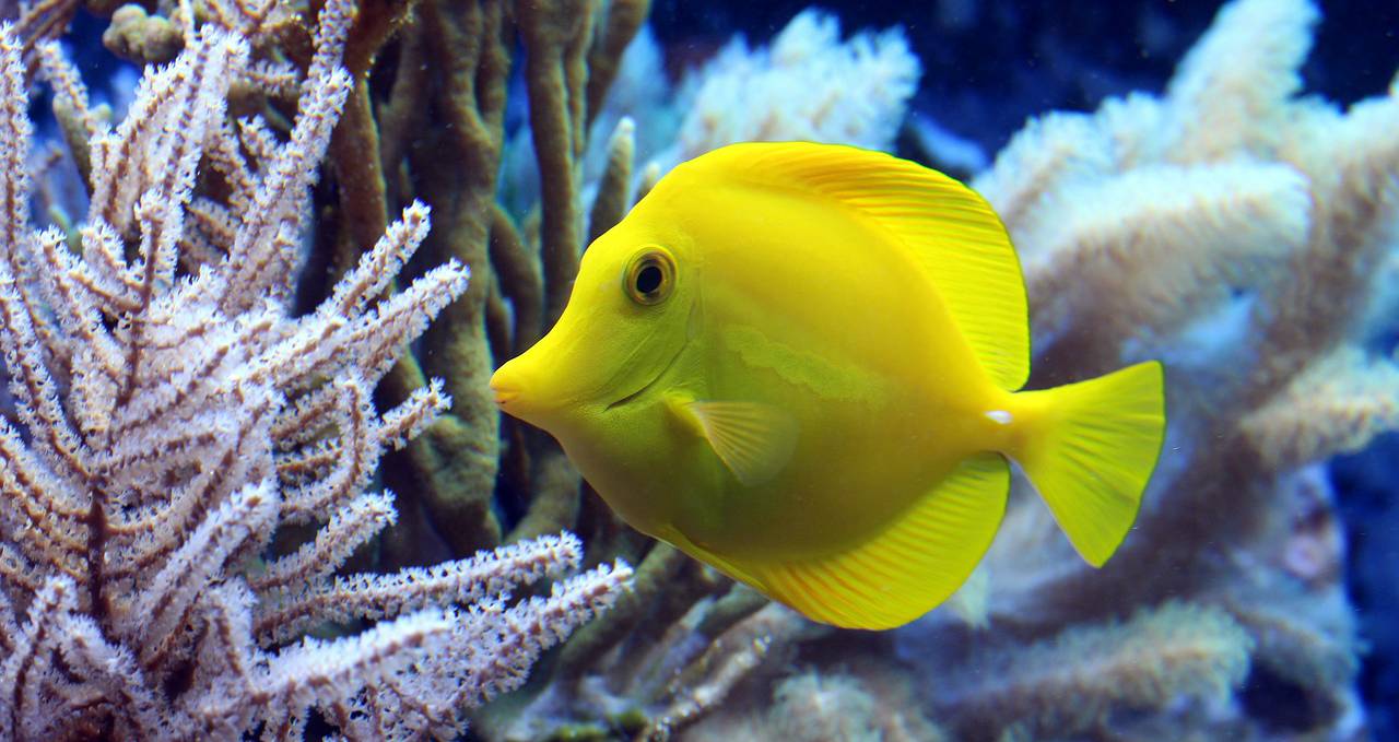 Why is so much of the world's coral dying? CIRSD